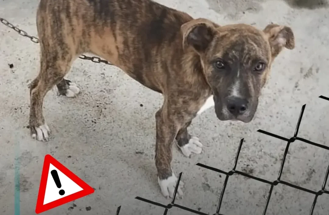 Após denúncia de vizinha, jovem é preso em Extrema por maus-tratos contra o seu próprio cachorro