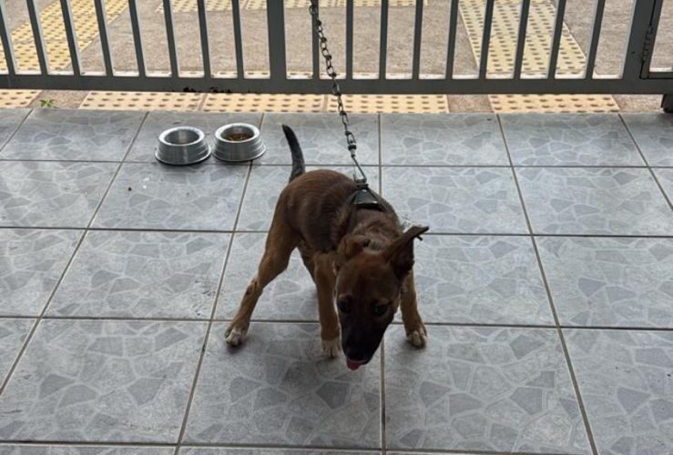 Mais um caso de maus-tratos em Extrema: Homem é detido pela PM após manter cachorro preso em contêiner sob calor extremo